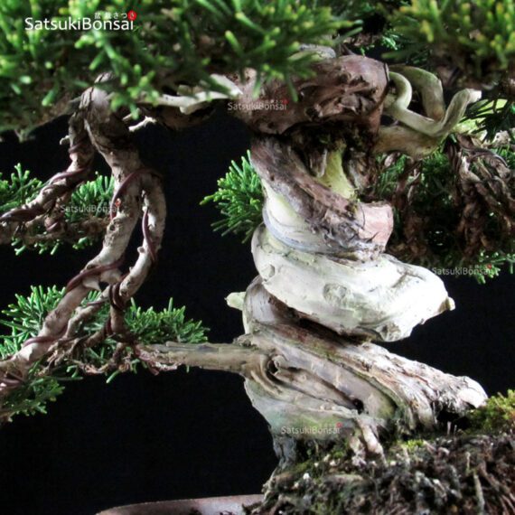 Juniperus Chinensis shohin VENDUTO - immagine 6