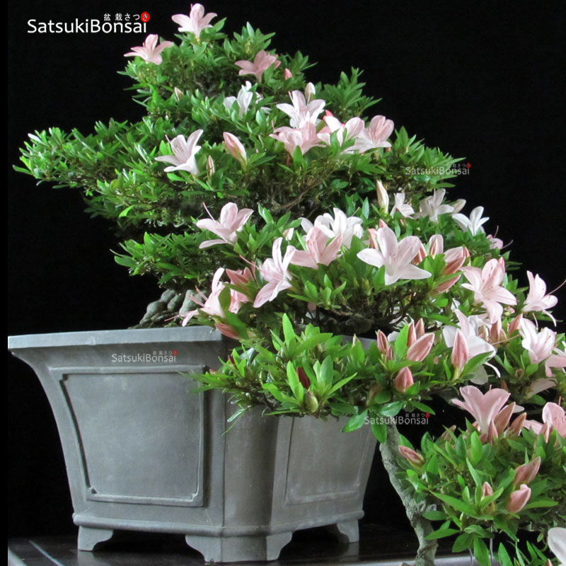 Azalea Satsuki NIKKO SatsukiBonsai