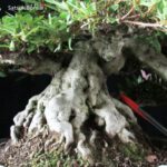 Azalea Satsuki NIKKO VENDUTO - immagine 11