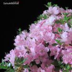 Azalea Satsuki KAKUO - immagine 2