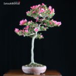 Azalea Satsuki var. CHINZAN VENDUTO