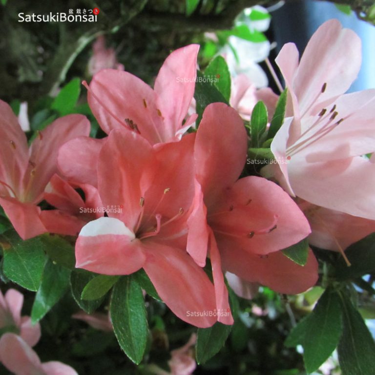 Azalea Satsuki Var. Shin Nikko VENDUTO SatsukiBonsai