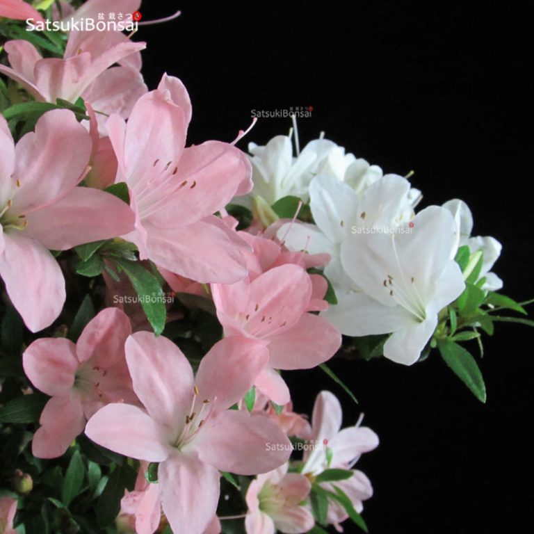Azalea Satsuki Var. Shin Nikko VENDUTO SatsukiBonsai