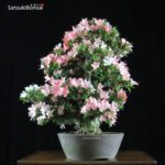 Azalea Satsuki Var. Shin Nikko VENDUTO - immagine 3