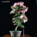 Azalea Satsuki Var. MOMOKA VENDUTO - immagine 5