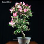 Azalea Satsuki Var. MOMOKA VENDUTO - immagine 7