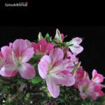 Azalea Satsuki Var. MOMOKA VENDUTO - immagine 11