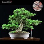 Azalea Satsuki Var. SAIKO VENDUTO - immagine 10