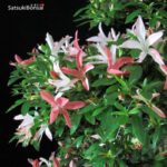 Azalea Satsuki Var. SAIKO VENDUTO - immagine 8