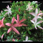 Azalea Satsuki Var. SAIKO VENDUTO - immagine 9