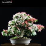 Azalea Satsuki Var. SAIKO VENDUTO