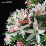 Azalea Satsuki Var. SAIKO VENDUTO - immagine 7