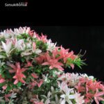 Azalea Satsuki Var. SAIKO VENDUTO - immagine 6