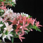 Azalea Satsuki Var. SAIKO VENDUTO - immagine 5