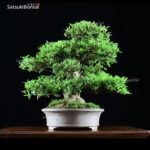 Azalea Satsuki Var. SAIKO VENDUTO - immagine 11