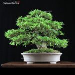 Azalea Satsuki Var. SAIKO VENDUTO - immagine 12