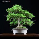 Azalea Satsuki Var. SAIKO VENDUTO - immagine 13