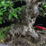 Azalea Satsuki Var. SAIKO VENDUTO - immagine 14