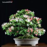 Azalea Satsuki Var. SAIKO VENDUTO - immagine 3