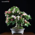 Azalea Satsuki Var. SAIKO VENDUTO - immagine 4