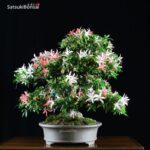 Azalea Satsuki Var. SAIKO VENDUTO - immagine 2