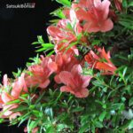 Azalea Satsuki Var. Kinka VENDUTO - immagine 6