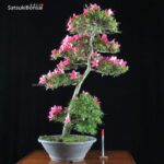 Azalea Satsuki Var. KORIN VENDUTO - immagine 6