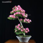 Azalea Satsuki Var. KORIN VENDUTO - immagine 8