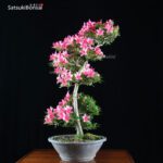 Azalea Satsuki Var. KORIN VENDUTO - immagine 7