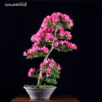 Azalea Satsuki Var. KORIN VENDUTO