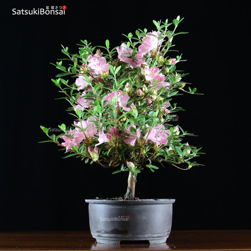 Azalea Satsuki var. KAKUO - SatsukiBonsai