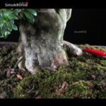 Azalea Satsuki Var. Seiko VENDUTO - immagine 5