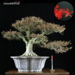 Azalea Satsuki Var. Kinsai VENDUTO