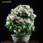 Azalea Satsuki KOZAN VENDUTO - immagine 4