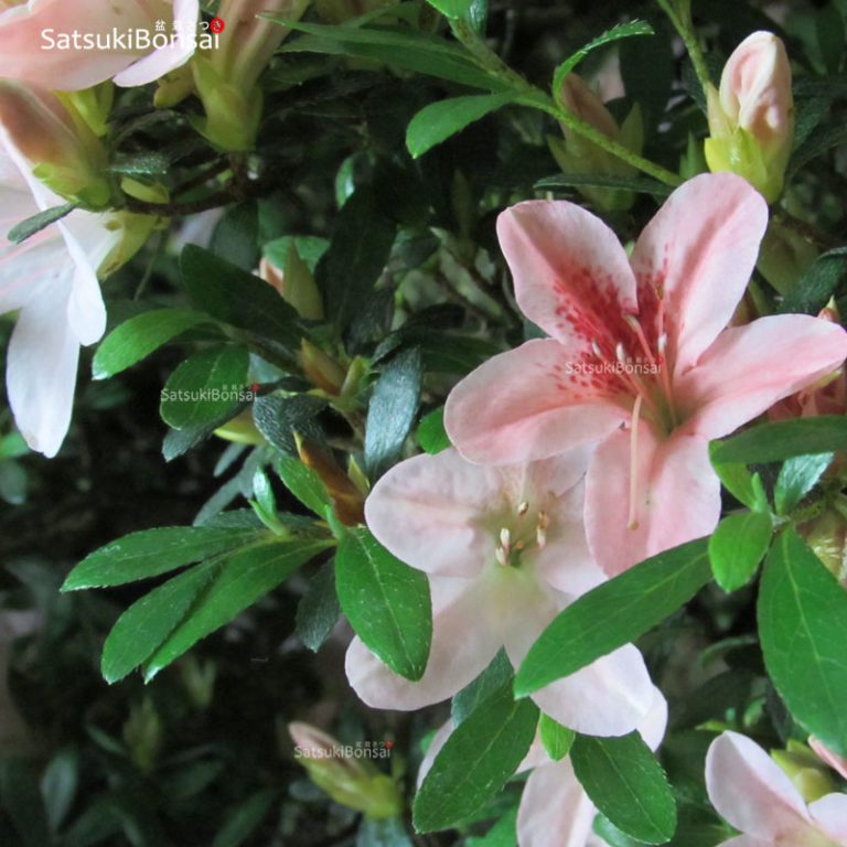 Azalea Satsuki KOZAN VENDUTO SatsukiBonsai