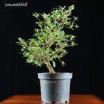 Azalea Satsuki MURASAKIBOJO VENDUTO - immagine 2