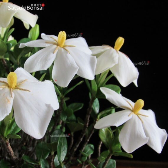 Gardenia Jasminoides VENDUTO - immagine 8