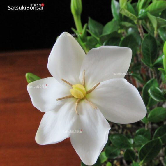 Gardenia Jasminoides VENDUTO - immagine 7