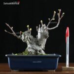 Malus Cerasifera VENDUTO - immagine 7