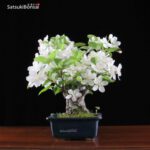 Malus Cerasifera VENDUTO - immagine 2