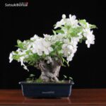 Malus Cerasifera VENDUTO - immagine 3