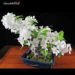 Malus Cerasifera VENDUTO - immagine 5