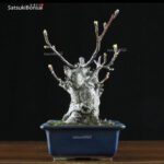 Malus Cerasifera VENDUTO - immagine 8