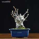 Malus Cerasifera VENDUTO - immagine 10