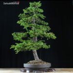 Abete VENDUTO - immagine 2