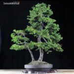 Abete VENDUTO - immagine 3