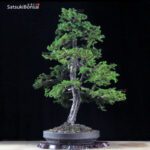 Abete VENDUTO - immagine 4