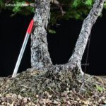 Abete VENDUTO - immagine 6