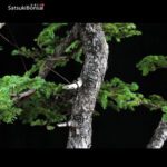 Abete VENDUTO - immagine 5