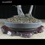 Abete VENDUTO - immagine 7